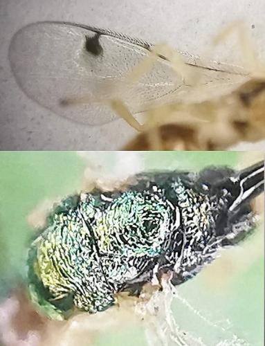 Megastigmus dorsalis